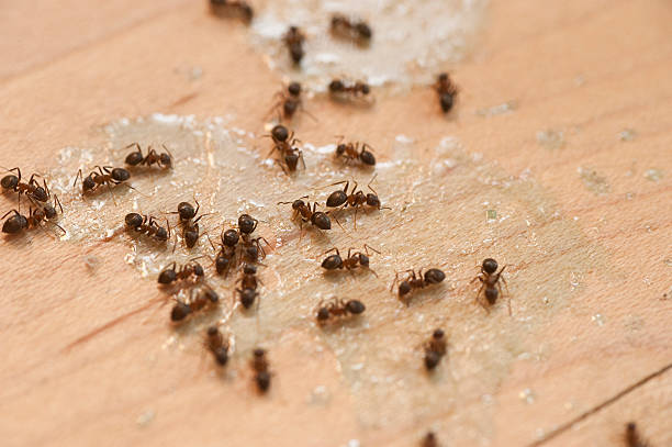 Best Emergency Pest Control  in Cheree, OK