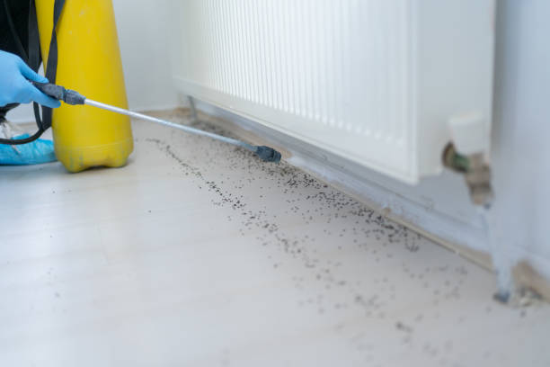 Best Pest Removal Services  in Cheree, OK